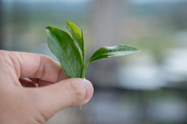 Sencha vs Bancha